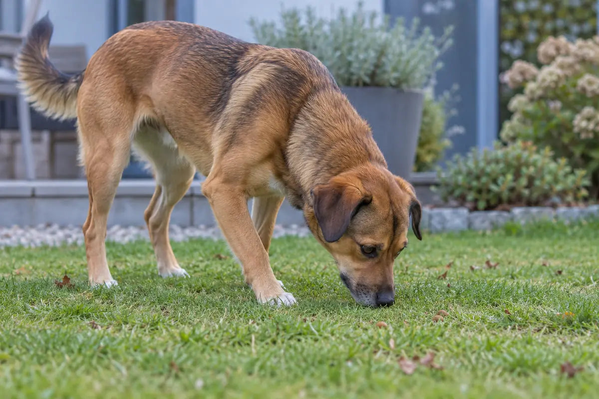 Ein brauner Hund sucht mit der Nase nach kleinen Futterstücken im Gras eines Gartens.