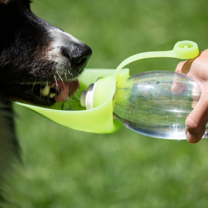 Hund trinkt unterwegs aus dem grünen Silikonaufsatz der PROCYON Trinkflasche Leaf.